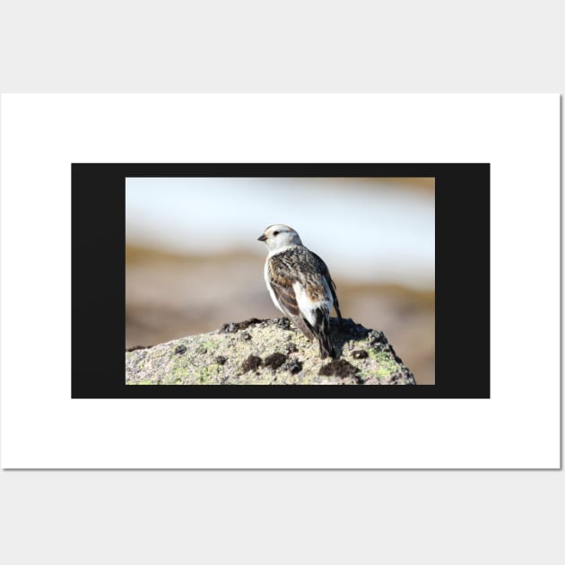 Snow bunting Wall Art by orcadia